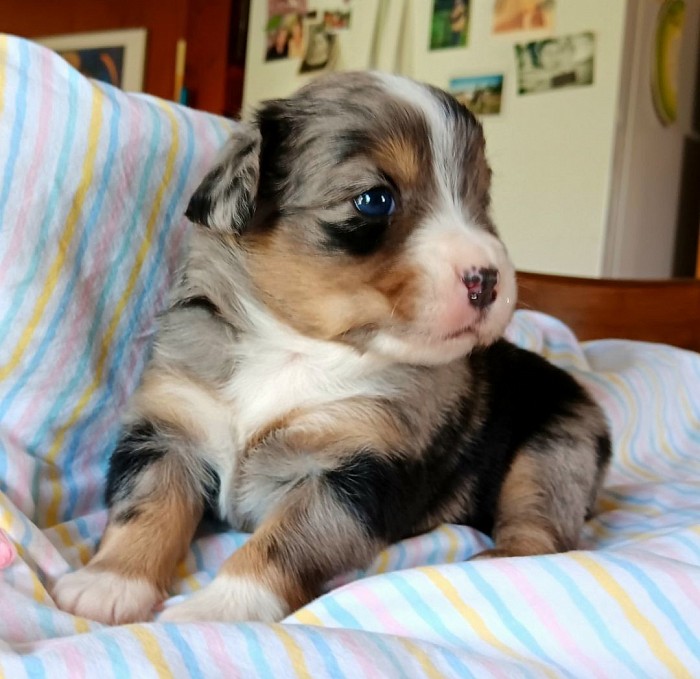 Blue Merle Toy Female