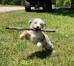 Luna Rae enjoying a stick bigger than she is