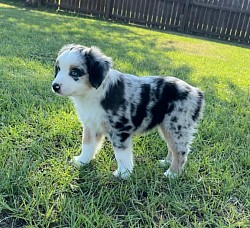 River checking out her yard in Hope Mills for the very first time