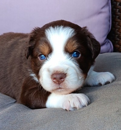 Red Tri Mini Male DOB 10/6/24