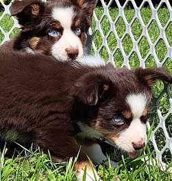Red Tri females