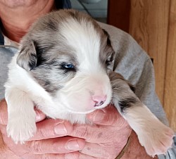 Blue Merle Male