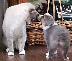 Harley the cat with Skye