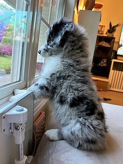 Willow in her new home with the Peters family of Clover, SC