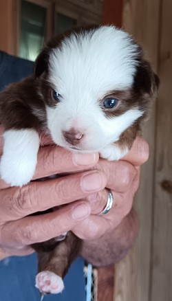 Vesper Lynd will be going to TX to live with the Elam family