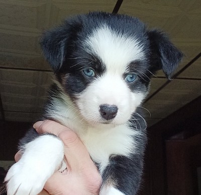 Black Tri Toy female - Born3/22/25