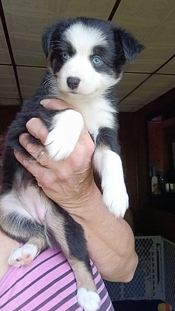 Lola