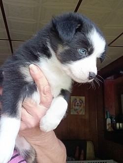 Lola
