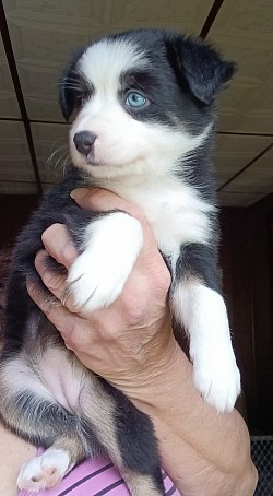 Lola