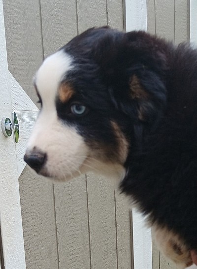 Black Tri Mini Male - Born 3/14/25