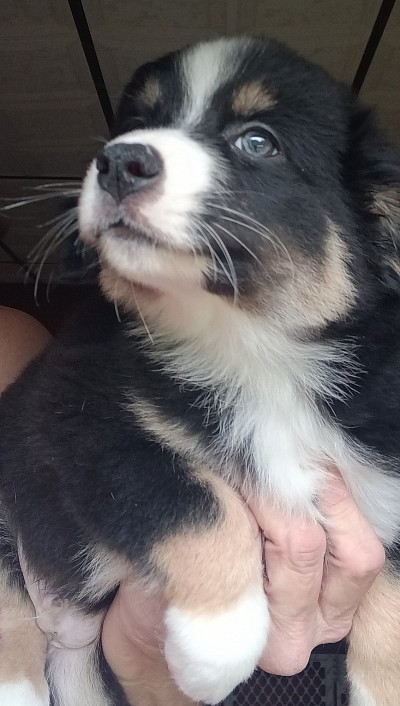 Black Tri Toy male - Born 3/22/25