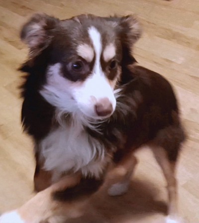 Red Tri Toy Female - Born 8/14/24