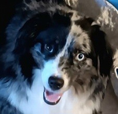 Blue Merle Mini Female - Born 8/16/22