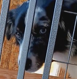 Lulu