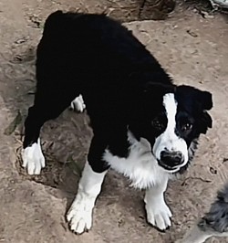 Indi