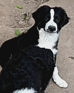 Indi