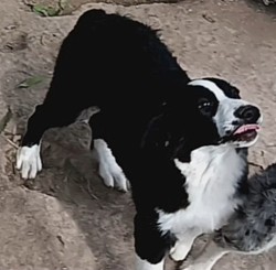 Indi