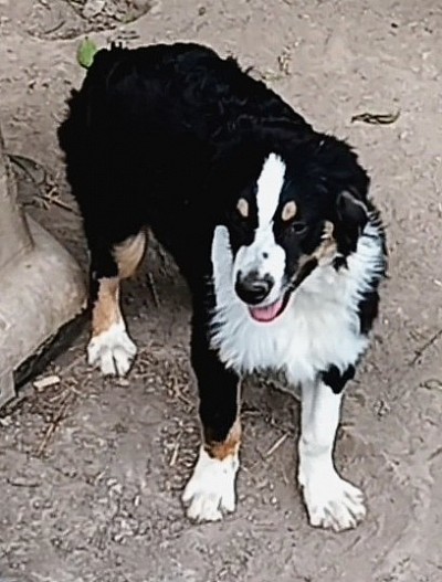 Black Tri male - Born 2/10/25