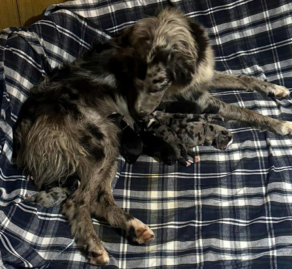 Kong X Naomi Litter 9/14/25