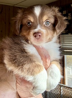 Jenny was adopted by the Banks family of Lancaster, SC