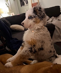 Wrigley was adopted by the Deininger family of Huntersville, NC