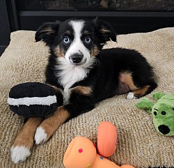 Loki was adopted by the Parrish family of Boiling Springs, SC