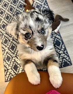 Blue Merle Mini Aussie