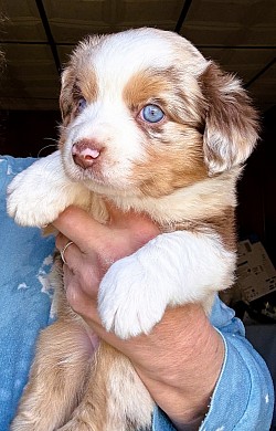 Red Merle Toy