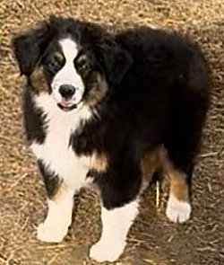 Black Tri Mini aussie