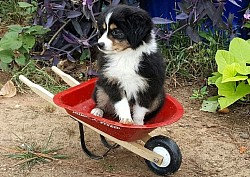 Black Tri Toy aussie