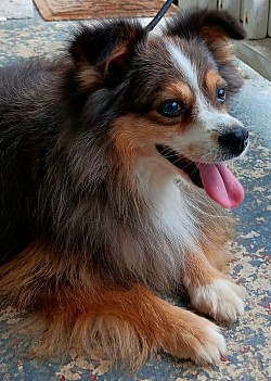 Atypical Marle Toy aussie