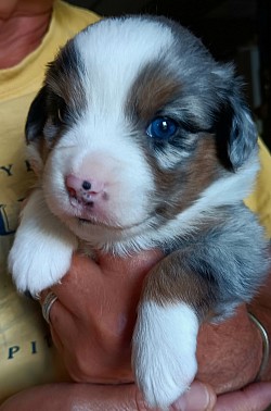 Blue Merle Mini Aussie