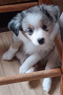 Blue Merle Toy Aussie