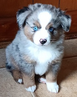 Blue Merle Mini Aussie