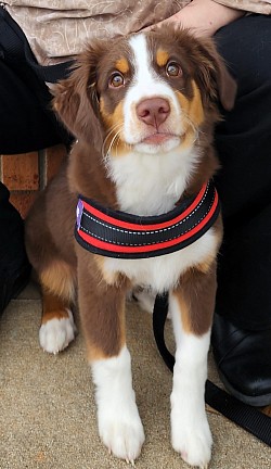 red tri mini aussie