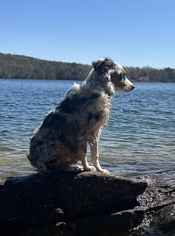 Blue Merle Mini Aussie