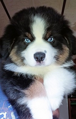 Black Tri Mini aussie