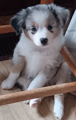 Blue Merle Toy Aussie Puppy