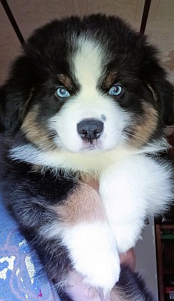 Black Tri Mini Aussie Puppy