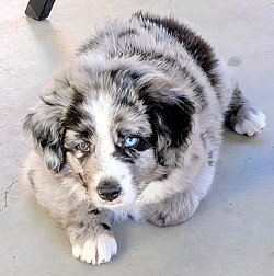 Blue Merle Standard Aussie Puppy