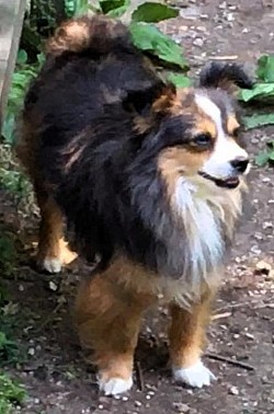 Atypical Merle Toy Aussie