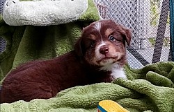Red Tri Mini Aussie Puppy