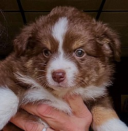 Red Tri Toy Aussie Puppy