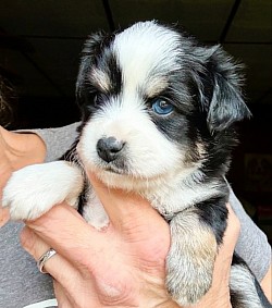 Kaya