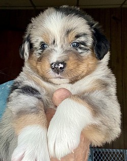 Blue Merle Mini Aussie