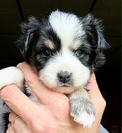 Toy Aussie