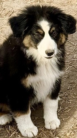 Mini Aussie