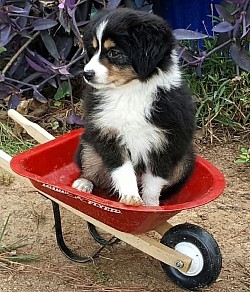 Toy Aussie