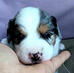 Mini Aussie