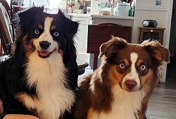 Toy Aussie